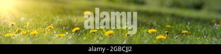 Panorama of blurred yellow dandelion flowers on green lawn. Bright spring background with sunbeams Stock Photo