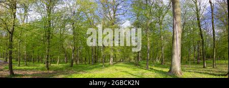 Panorama of trees in the park, forest landscape, evening sun Stock Photo