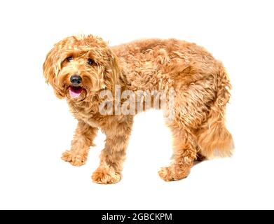 Charlie a one year old a tan coloured cocker spaniel x poodle crossbreed dog or cockerpoo on a white background Stock Photo