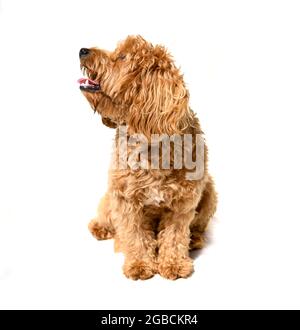 Charlie a one year old a tan coloured cocker spaniel x poodle crossbreed dog or cockerpoo on a white background Stock Photo