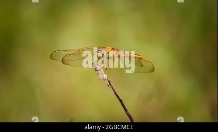 Dragonfly sitting on the flower , Red Dragonfly Stock Photo