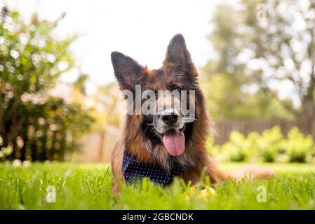 Portrait of a German shepherd dog in a garden. Purebred dog lying on the grass. Stock Photo