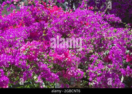 Taormina, Messina, Sicily, Italy. Attractive canopy of pink bougainvillea adorning typical pergola in the heart of the Old Town. Stock Photo