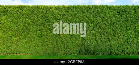 Thuja tree fence. Smooth high living fence. Thuja background for a living fence Stock Photo