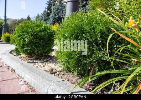 Spherical thujas grow in the park. Plants for landscaping, for parks, gardens, squares Stock Photo