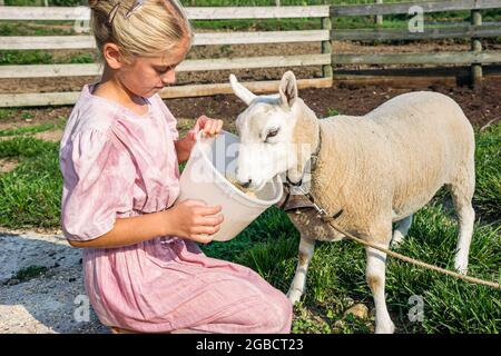 Indiana Shipshewana,Amish Farm Tour,girl kid child feeds feeding lamb bucket, Stock Photo