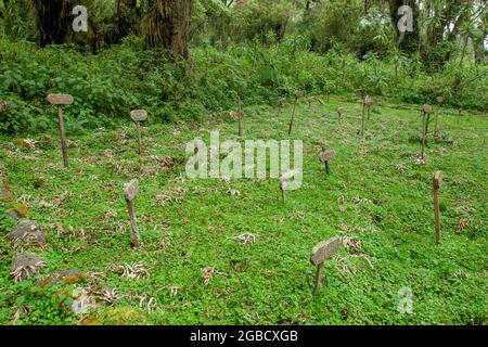 Rwanda - Volcanoes National park - august 2008 - Dian Fossey's grave besides her most beloved gorillas known from the movie gorillas in the mist Stock Photo