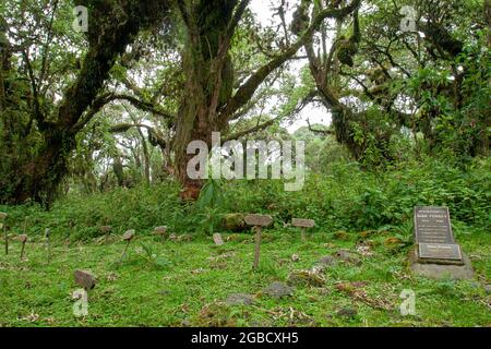 Rwanda - Volcanoes National park - august 2008 - Dian Fossey's grave besides her most beloved gorillas known from the movie gorillas in the mist Stock Photo