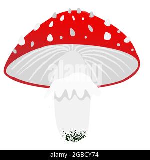 Amanita red mushroom in cartoon flat simple style. Vector illustration clipart isolated on white background Stock Vector