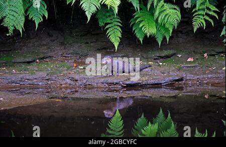 American mink fishing along the river bank Stock Photo