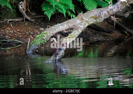 American mink fishing along the river bank Stock Photo