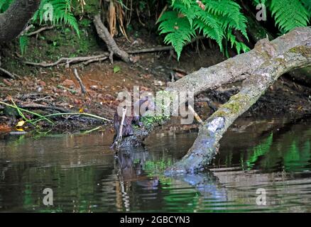 American mink fishing along the river bank Stock Photo