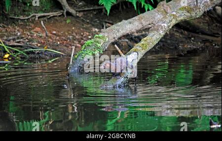 American mink fishing along the river bank Stock Photo