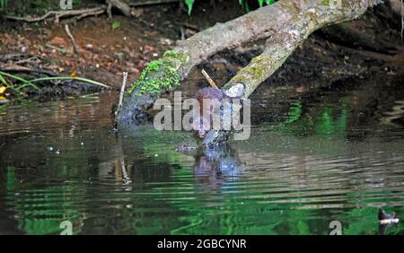 American mink fishing along the river bank Stock Photo