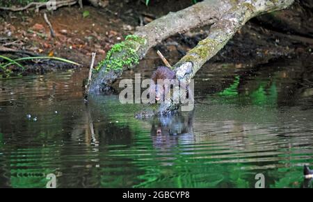 American mink fishing along the river bank Stock Photo