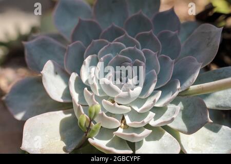 Succulent cactus close-up. Pattern and ornament of succulent cactus in a pot by sunlight in summer. Home ornamental plants. High quality photo Stock Photo