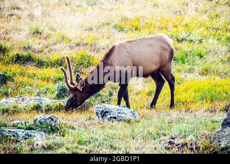 Young bull elk grazing at 12,000 feet, Rocky Mountain National Park, Colorado Stock Photo