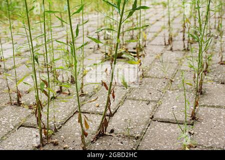 Weeds growing from the gaps between the cobblestones. Stock Photo