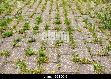 Dilapidated area. Weeds growing from the gaps between the cobblestones. Stock Photo