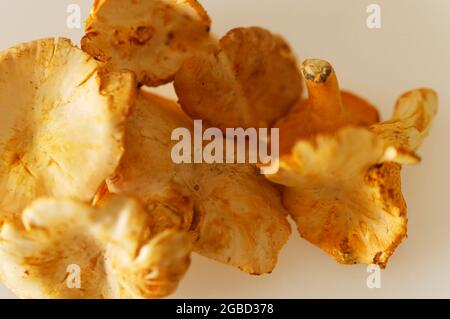 Pfifferlinge - Chanterelle Mushrooms on a table. Stock Photo