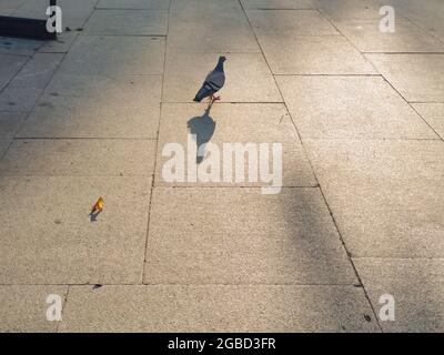 Dove wandering under the evening sunlight on a sunny summer day Stock Photo