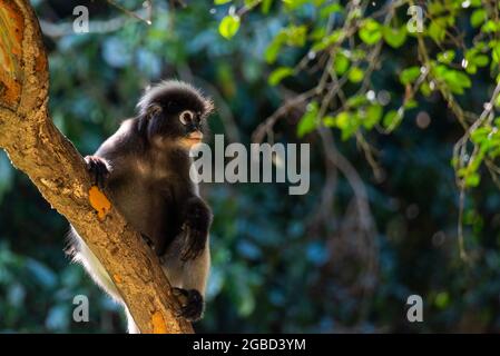 Dusky Langur, monkey on the tree in forest at asia Stock Photo