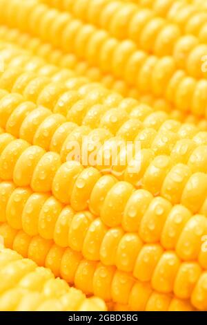 Raw corn kernels in rows. Close up Corn with water droplets. Pattern or texture that is a row of seeds in the pod. Stock Photo