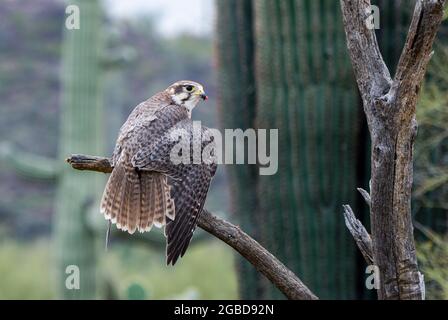 Prairie Falcon, Falco mexicanus, Arizona, USA Stock Photo