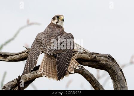 Prairie Falcon, Falco mexicanus, Arizona, USA Stock Photo