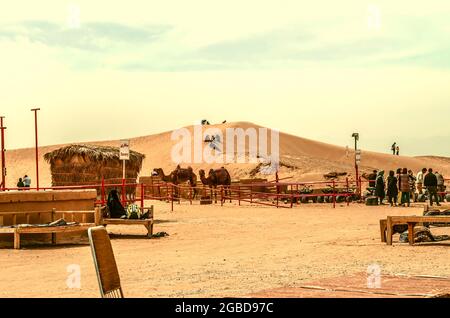 Yazd, desert, Iran, February 20, 2021: Camels rest, people stand in line for ATVs, and children and adults play on the sand dunes.