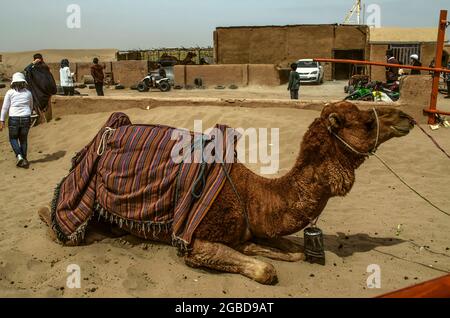 Yazd, Desert, Iran, February 20, 2021: A tired camel rests on the sand on the territory of the Safari Fun Club in the desert near the city of Yazd in Stock Photo