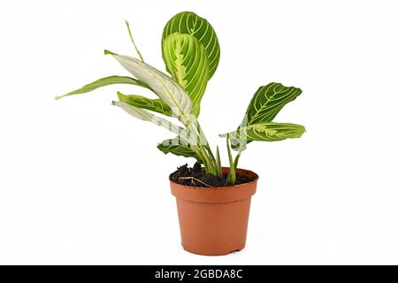 Green veined exotic 'Maranta Leuconeura Lemon Lime' houseplant with raised leaves in flower pot isolated on white background Stock Photo