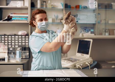 Lady veterinarian with surgical mask holds cute rabbit at examining in hospital Stock Photo