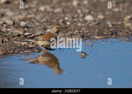 Female Common  Linnet- Linaria cannabina drinks water from a puddle. Stock Photo