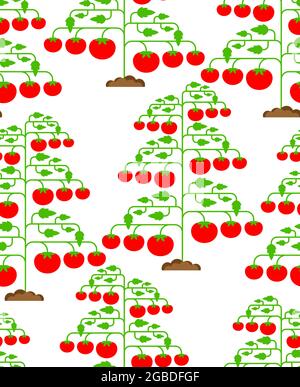 Tomato bush pattern seamless. Tomatos background. vector texture Stock Vector