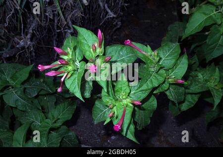 Four o'clock flower (mirabilis jalapa) close-up Stock Photo