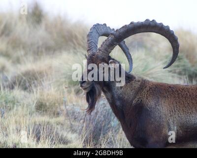 Closeup side on portrait of Endangered Walia ibex (Capra walie) in Simien Mountains, Ethiopia. Stock Photo