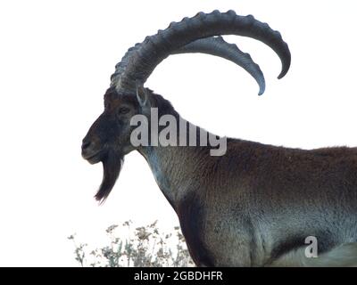 Closeup side on portrait of Endangered Walia ibex (Capra walie) in heavy fog Simien Mountains, Ethiopia. Stock Photo