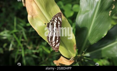 Overhead view of a Common sailer butterfly perched on a yellow leaf with vertically outstretched wings Stock Photo