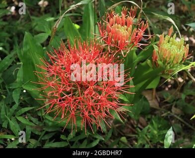 Close up of red flowers similar to red spider lily in the wild, This flower belongs to biological classification genus Lycoris Stock Photo