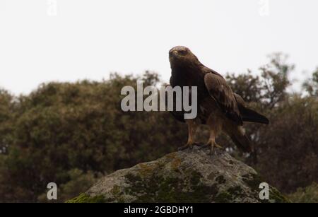 Closeup side on profile portrait of Tawny Eagle (Aquila rapax) perching on rocks Simien Mountains, Ethiopia. Stock Photo