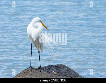 Great egret (Ardea alba) rests while preening on a rock.  Copy space. Stock Photo