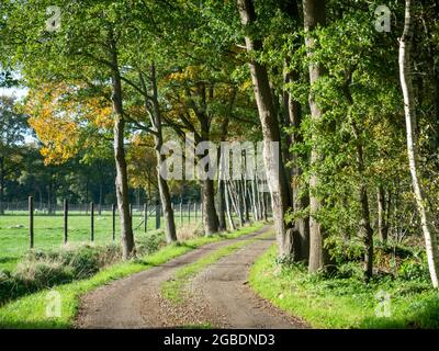Unpaved country road with oak trees on either side in rural area near Dwingelderveld, Drenthe, Netherlands Stock Photo