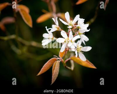 Juneberry or snowy mespilus, Amelanchier lamarkii, reddish brown leaves and white flowers in springtime, Netherlands Stock Photo