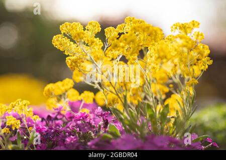 Golden aurinia saxatilis flowers and purple aubrieta cascade with lots of small petals beautifully blooming in a garden surrounded by greenery on a su Stock Photo