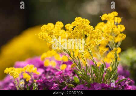 Golden aurinia saxatilis flowers and purple aubrieta cascade with lots of small petals beautifully blooming in a backyard garden surrounded by greener Stock Photo