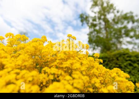 Golden aurinia saxatilis flowers with lots of small petals beautifully blooming in a backyard garden surrounded by greenery and a tree on a sunny day Stock Photo