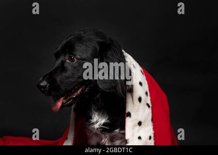 Royal stabyhoun dog wearing a red mantle on a dark black background. A portrait of a cute looking doggie looking to the left with his tongue showing. Stock Photo