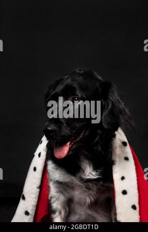 Royal stabyhoun dog wearing a red mantle on a dark black background. A portrait of a cute looking doggie looking to the left with his tongue showing. Stock Photo