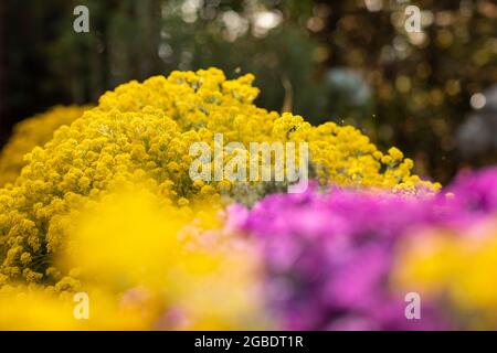 yellow golden aurinia saxatilis flowers and purple aubrieta cascade with lots of small petals beautifully blooming in a backyard garden surrounded by Stock Photo